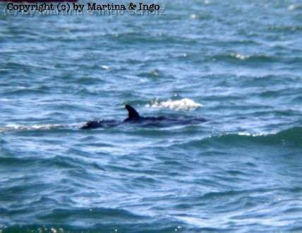 iceland_20.jpg - Ein Zwergwal, der sich uns bei einer Whale-Watching-Tour gezeigt hat. Die Tour startet in Hafnafj�rdur.