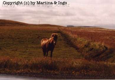 iceland_43.jpg - Islandpferd, bekannt f�r ihre zwei zus�tzlichen Gangarten, die nur diesen Pferden zu Eigen ist.