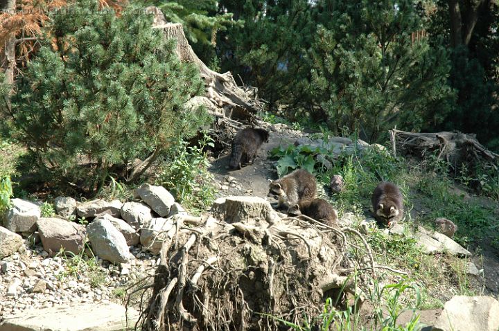 dsc_0706.jpg - Alle Waschb�ren