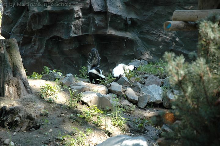 dsc_0712.jpg - Stinktiere