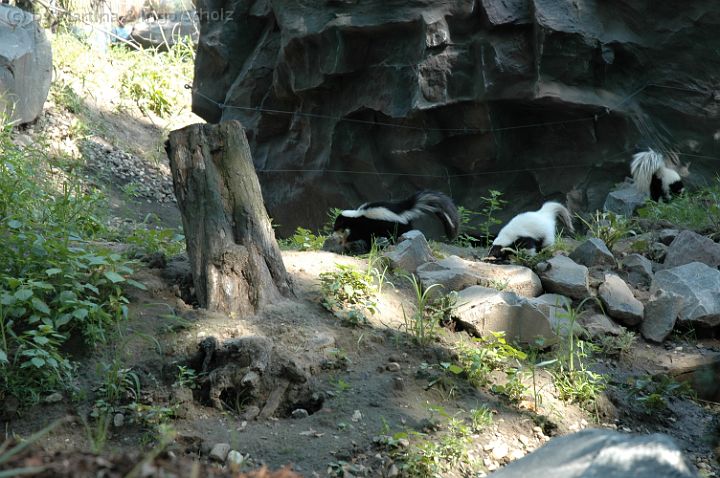 dsc_0713.jpg - Stinktiere