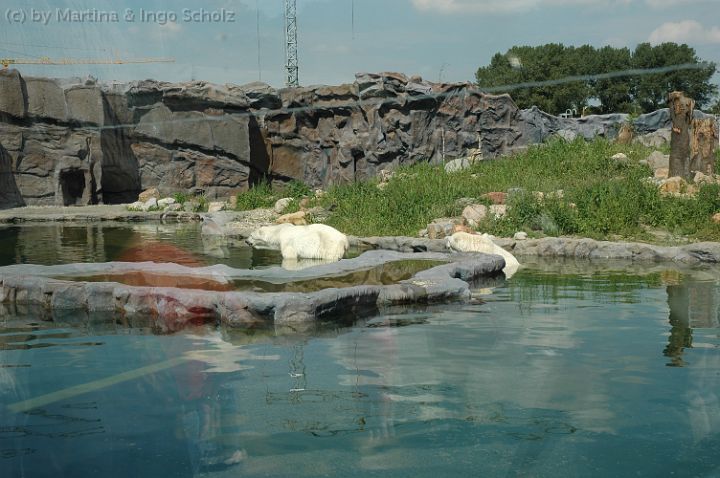 dsc_0737.jpg - Die Eisb�ren