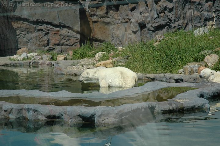 dsc_0738.jpg - Die Eisb�ren