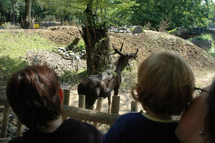 dsc_0744.jpg - Nochmal der Elch
