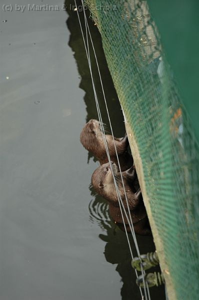 dsc_2132.jpg - Die beiden Otter