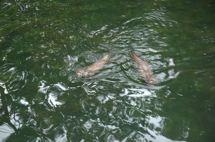 dsc_2133.jpg - Die beiden Otter