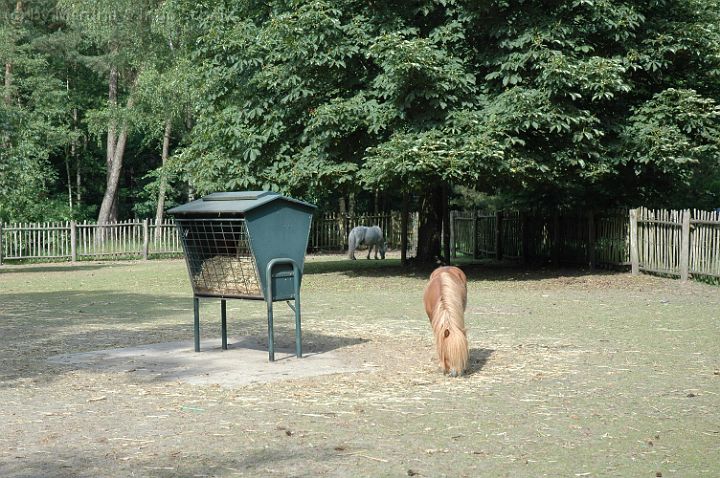 dsc_2135.jpg - Die Ponys