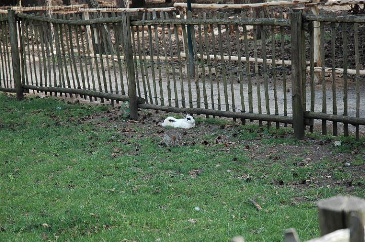 dsc_2148.jpg - Und ohne Ende Karnickel