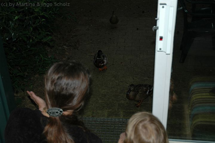 dsc_2173.jpg - Entenbesuch