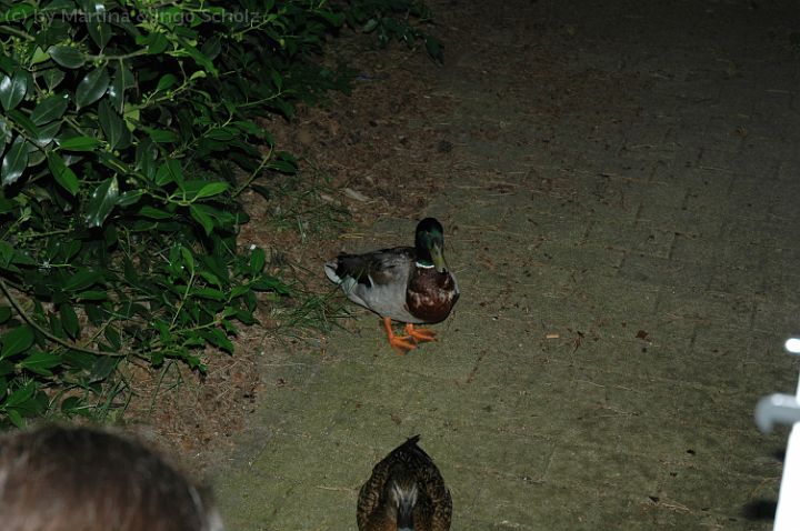 dsc_2179.jpg - Auf Futtersuche