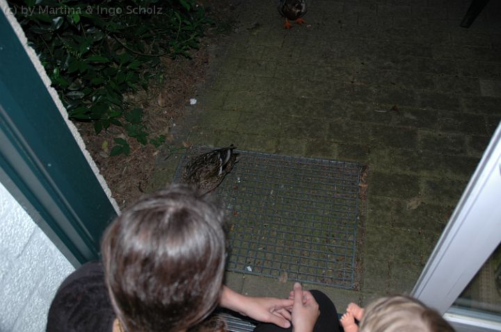 dsc_2180.jpg - Die Enten trauen sich was