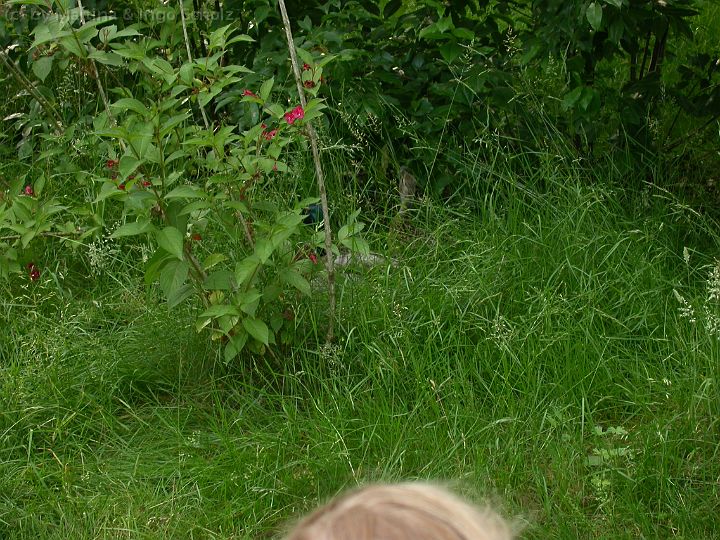 dscn3103.jpg - Eine Ente im Versteck