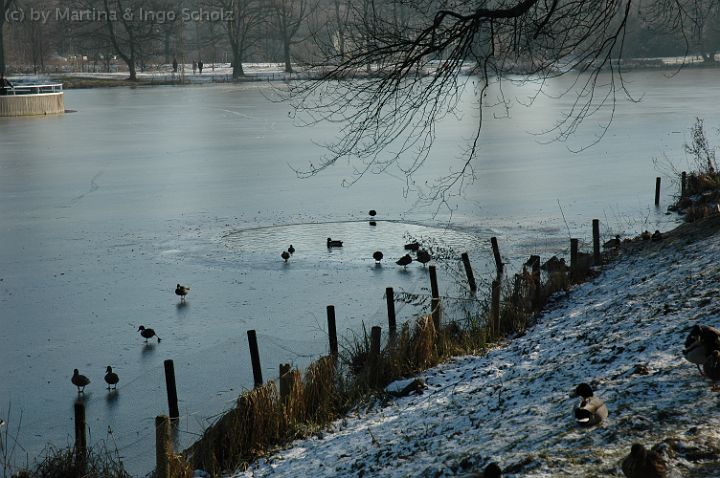 dsc_1483.jpg - Enten im letzten offenen Wasserloch