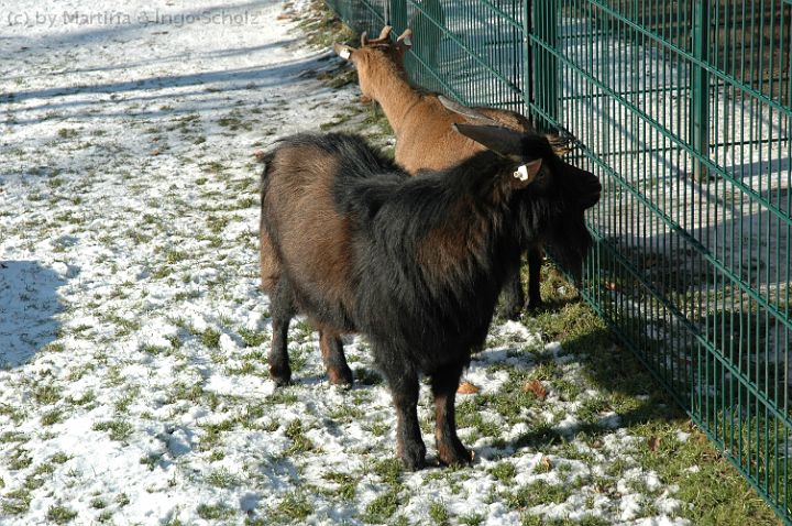 dsc_1490.jpg - Ziegen im Freigehege