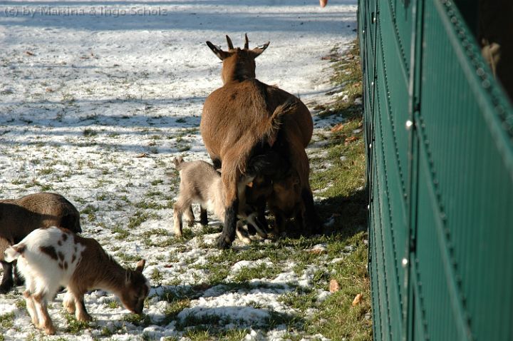 dsc_1531.jpg - Drei Zicklein f�r zwei Zizzen, das kann irgendwie nicht klappen