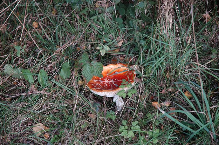 DSC_5417.jpg