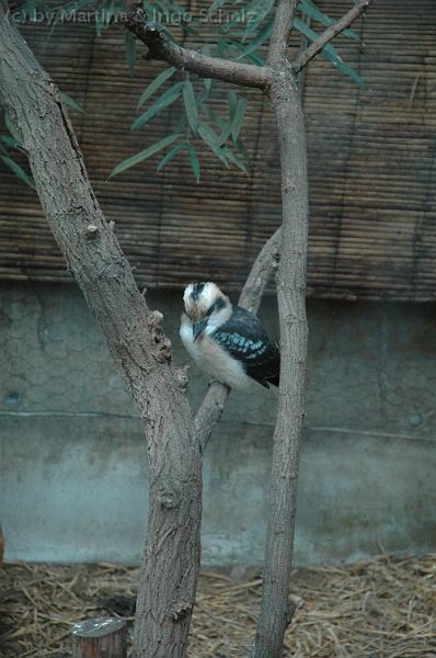 DSC_5287.jpg