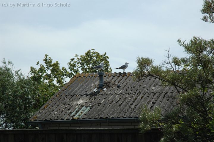 DSC_6462.jpg - Möven mit Nachwuchs