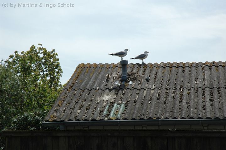 DSC_6464.jpg - Möwen mit Nachwuchs