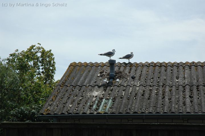 DSC_6465.jpg - Möwen mit Nachwuchs